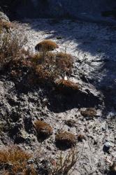 Centrolepis ciliata, cushions in sand (Denniston Plateau, Westland).
 Image: K.A. Ford © Landcare Research 2013 